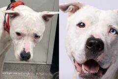 ‘둘이 같은 개라고?’ 사진 1장으로 ‘견생역전’한 청각 장애견