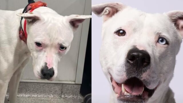 ‘둘이 같은 개라고?’ 사진 1장으로 ‘견생역전’한 청각 장애견