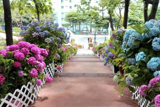 “서울 도심에 이런 곳이?”… 수국 아래 펼쳐진 반짝이는 산책길 탄생