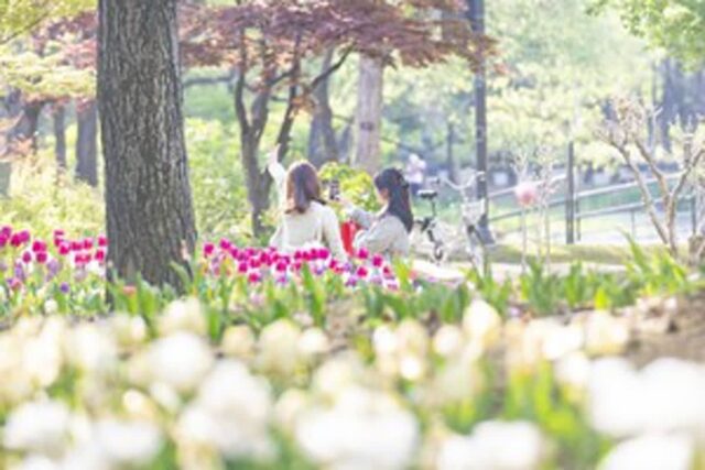 서울 벚꽃 명소 TOP 7 지하철 타고 갈 수 있는 봄 여행지 끝판왕(+봄꽃 축제 정보)