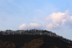 메르세데스-벤츠 코리아, 산불 피해 지원 5억 원 조성