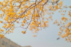 구례 산수유꽃 4월 초까지 감상 가능