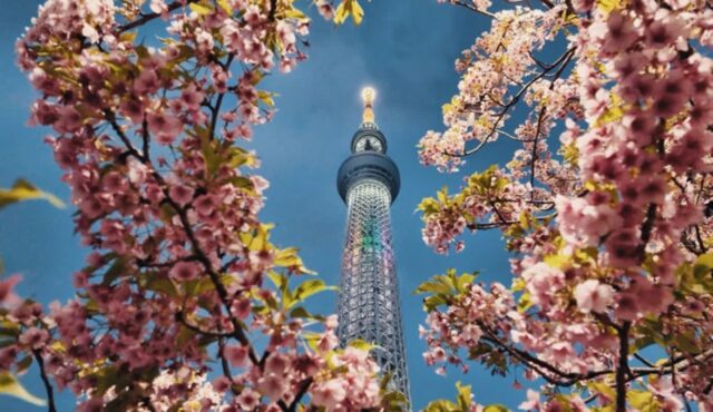 일본 여행! 도쿄 스카이라이너 – 벚꽃 명소