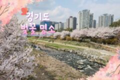 경기도 벚꽃 명소 리스트, 서울 근교 벚꽃 여행 추천