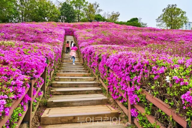 군포 봄맞이 추천 코스는