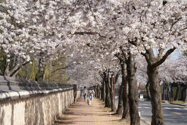 천년고도 경주, 화려한 봄꽃 명소 20선 공개