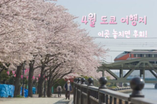 도쿄 여행지, 4월에 방문 하기 좋은 도쿄 가볼 만한 곳 TOP 6