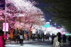 2025년 서울벚꽃개화시기 명소는 어디일까?