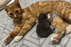 ‘친자식은 아니어도…’ 남의 자식에게 모유 먹인 계모 고양이