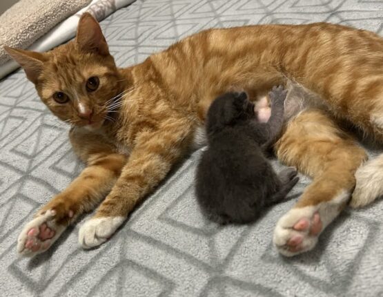 ‘친자식은 아니어도…’ 남의 자식에게 모유 먹인 계모 고양이