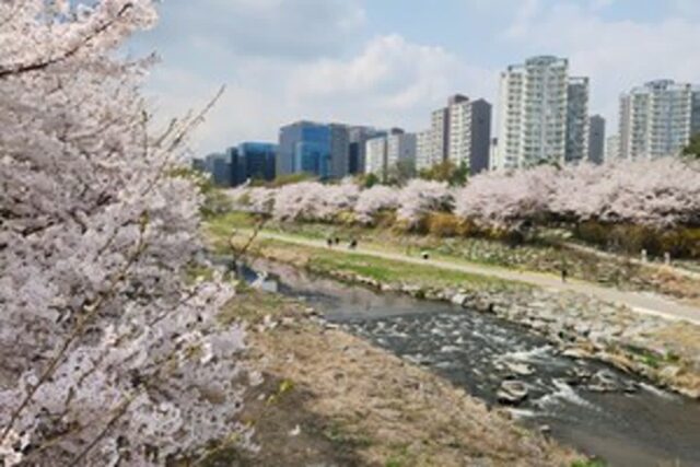 서울 근교 벚꽃 BEST 4 벚꽃 터널을 달리고, 걷는 주말 나들이