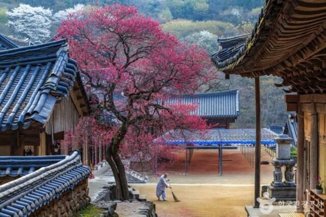 봄이면 더 빛나는 구례 명소 4곳…여기 어때