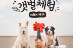 “댕댕이랑 갯벌을 즐기세요!” 태안군, 반려동물 동반 갯벌 체험 프로그램 운영
