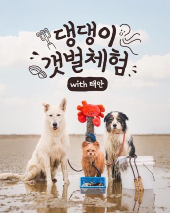 “댕댕이랑 갯벌을 즐기세요!” 태안군, 반려동물 동반 갯벌 체험 프로그램 운영