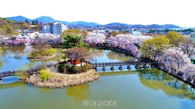 [포토] 춘몽(春夢)일까! 꿈같은 봄꽃 풍경 그리는 창녕