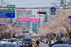 소박한 서울벚꽃 아차산 긴고랑로 벚꽃개화시기