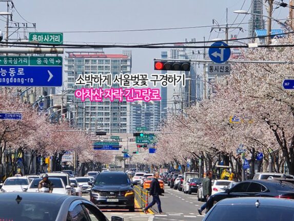 소박한 서울벚꽃 아차산 긴고랑로 벚꽃개화시기