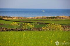 노란 물결에 취한다… 2025 제주 유채꽃 명소 총정리