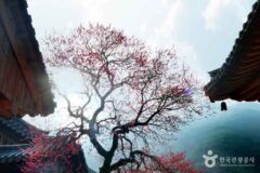 벚꽃보다 먼저? 4월에 만개한 홍매화의 반전