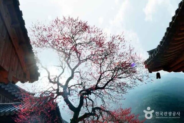 벚꽃보다 먼저? 4월에 만개한 홍매화의 반전