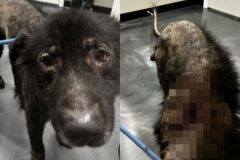 ‘너 마음에 안 들어’ 어두운 지하실에 갇힌 개의 눈물겨운 사연