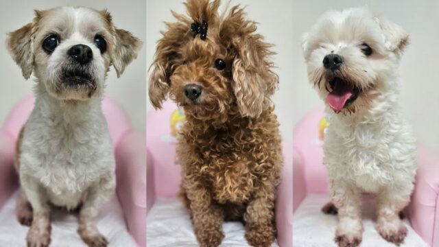 사육 포기로 창원 보호소에 들어온 7마리 노령견, 마지막 생 함께 해줄 가족 기다려