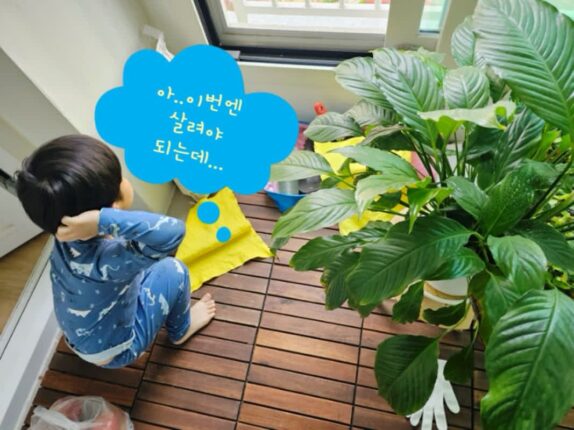 초보 식집사 봄꽃 인테리어 소품용 식물 다모여