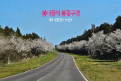 봄나들이 봄꽃구경 제주 벚꽃 명소 녹산로 유채꽃