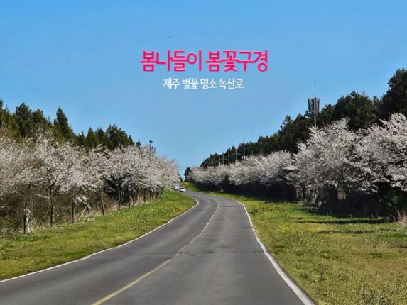봄나들이 봄꽃구경 제주 벚꽃 명소 녹산로 유채꽃