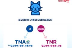 용산구, 전국 최초! 길고양이 입양 지원사업(TNA) 추진