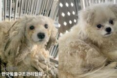 나흘간 대치4동 일대 주차장에서 발견된 말티즈들 유기 의심..보호소행