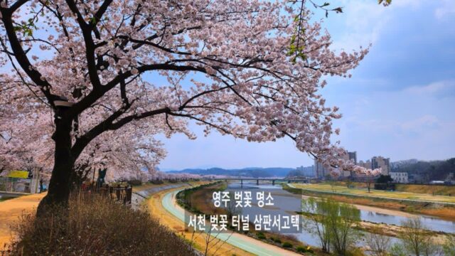영주 벚꽃 명소 서천둔치 벚꽃터널 삼판서 고택 영주 가볼만한 곳