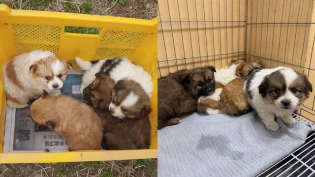 박스에 담겨 과수원에 유기된 2개월 강아지 4자매 ‘젖 떼자마자 버려져’