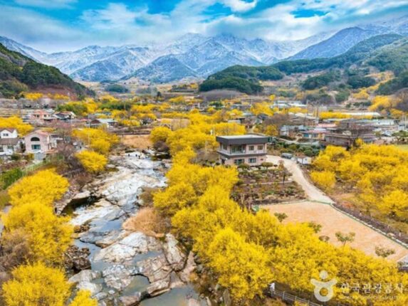 봄꽃축제 가볼만한곳 전국 주요 명소 추천
