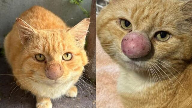 큼지막한 ‘딸기코’ 달고 있는 고양이의 아픔..’주머니혹처럼 생겼다옹’
