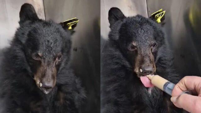 한창 엄마 보호 받을 나이에..홀로 긴 겨울 이겨낸 새끼 흑곰 살찌우기