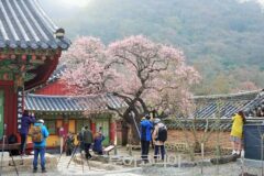 장성 가볼만한 곳, 자연과 역사 어우러진 힐링 여행지