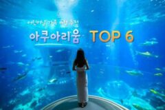 아쿠아리움 TOP 6 어린이날 가족 여행 추천