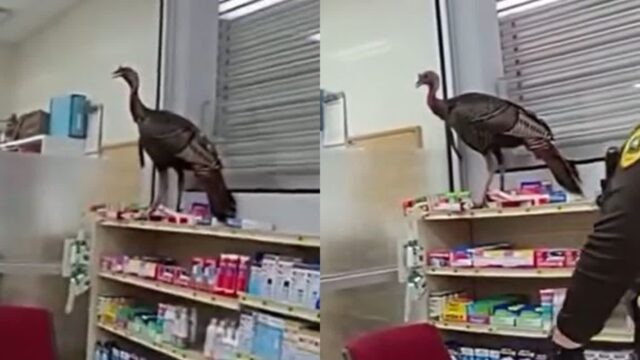 ‘얘를 어떻게 잡냐..’ 마트에서 손님들 괴롭히며 영업 방해한 칠면조