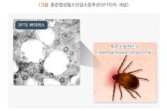 SFTS 바이러스 치료제 최초 개발, 생존율 100% 확인