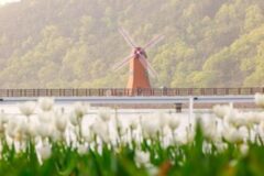 옥연지 송해공원, 네덜란드 감성 가득한 봄꽃 명소 대구 가볼 만한 곳 추천