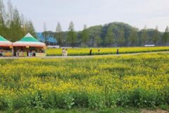 남지유채꽃축제, 황금빛 물결 속으로