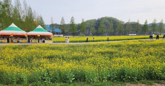 남지유채꽃축제, 황금빛 물결 속으로