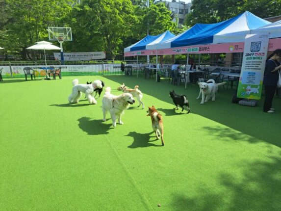 강남구, 반려견 순회 놀이터 운영…’19일·27일, 5월 10일’