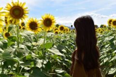 여름꽃 종류 6 계절을 물들이는 꽃과 여름 여행지 추천(+여름꽃 꽃말, 여름꽃 사진)