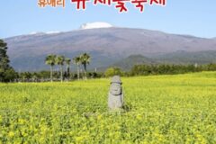 제주 서귀포 휴애리, 유채꽃과 동백으로 봄 정원 완성