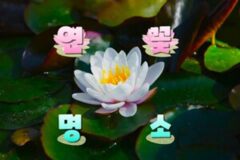 연꽃 BEST 8, 청초한 자태로 연못을 가득 채우는 연꽃 명소 추천