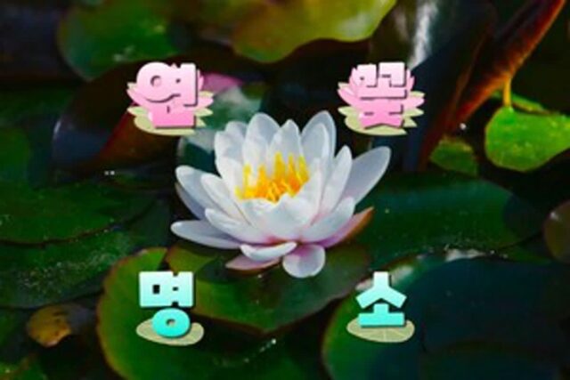 연꽃 BEST 8, 청초한 자태로 연못을 가득 채우는 연꽃 명소 추천
