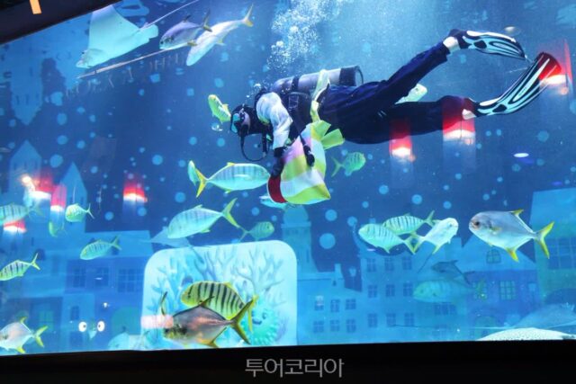 아쿠아리움 비교, 롯데월드 vs 코엑스 어디 갈까