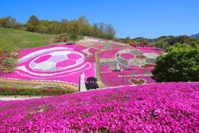 꽃잔디 보기 좋은 장소 3, 봄날의 팔레트가 펼쳐진 꿈 같은 정원